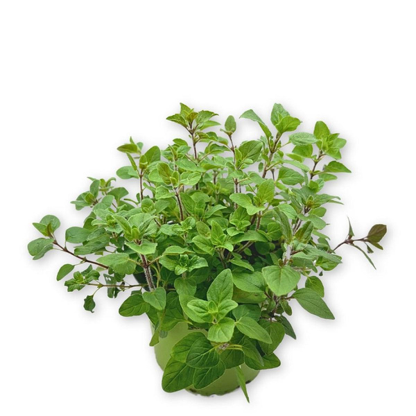 Produktfoto zu Bio-Oregano im Topf
