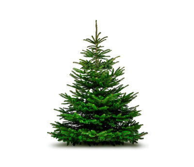 Produktfoto zu Tannenbaum klein