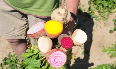 Produktfoto zu Bio-Bunte Bete
