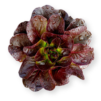 Produktfoto zu Bio-Salanova Salat rot