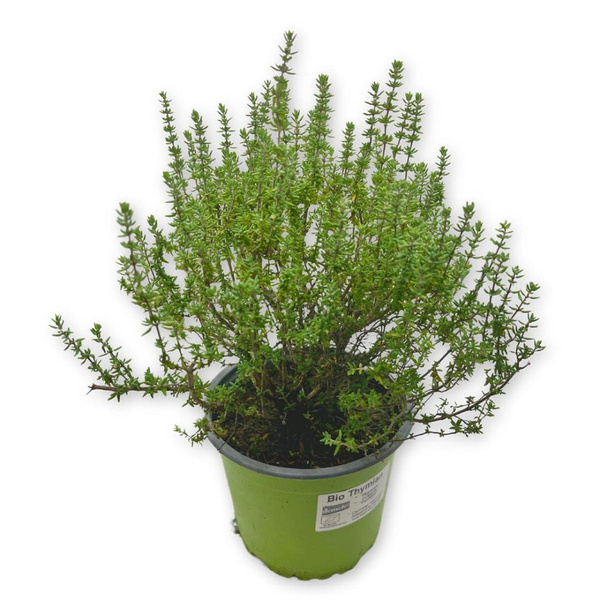 Produktfoto zu Bio-Thymian im Topf