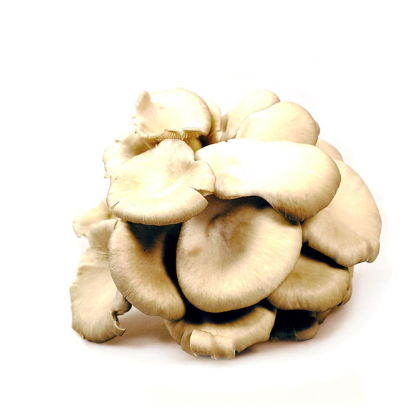 Produktfoto zu Bio-Austernseitlinge hell