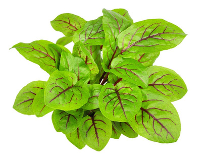 Produktfoto zu Bund Bio-Blutampfer
