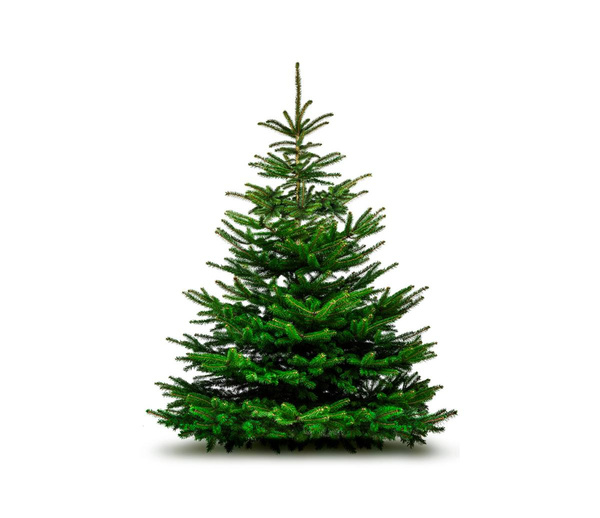Produktfoto zu Tannenbaum klein